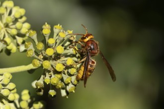 European hornet (Vespa crabro) adult wasp insect feeding on Ivy flowers in the summer, England,