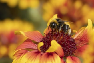 Buff tailed bumblebee (Bombus terrestris) adult bee insect feeding on garden Gaillardia flower in