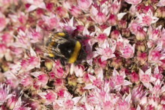Garden bumblebee (Bombus hortorum) adult bee insect feeding on garden Sedum flowers in the summer,