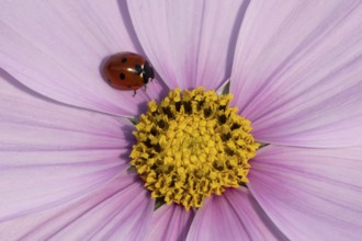 Seven-spot ladybird (Coccinella septempunctata) adult insect on a garden Cosmos flower in summer,