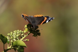 Red admiral butterfly (Vanessa atalanta) adult insect feeding on Ivy flowers in the summer,
