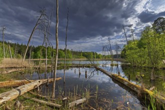 Schweingartensee in spring, lake in the Serrahn Hills, Serrahner Berge, Mecklenburgische Seenplatte
