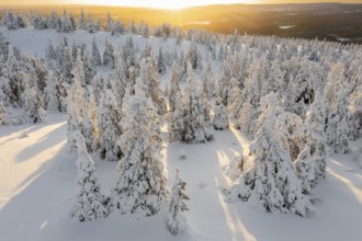 Aerial view over snow covered spruce trees on the taiga at sunset in winter, Riisitunturi National