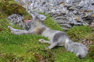 Arctic fox, polar fox (Vulpes lagopus) in summer coat resting on the tundra and showing teeth while