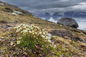 Tufted alpine saxifrage, tufted saxifrage (Saxifraga cespitosa, Saxifraga caespitosa) in flower on