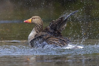 Greylag goose, graylag goose (Anser anser) bathing by splashing water with wings in pond in spring