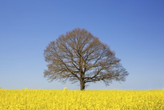 Aerial view over solitary common oak, pedunculate oak, English oak (Quercus robur) tree with bare