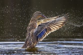Mallard, wild duck (Anas platyrhynchos) adult female flapping wings while swimming in pond in late