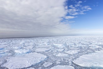 Drift ice / brash ice, floating field of sea ice composed of several ice floes in the Arctic Ocean