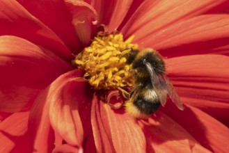 Buff tailed bumble bee (Bombus terrestris) adult insect feeding on garden Dahlia flower in the