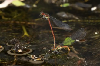 Large red damselfly (Pyrrhosoma nymphula) two adult insects mating on the water surface of a garden