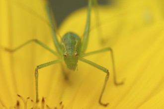Speckled bush cricket (Leptophyes punctatissima) adult insect on a garden Sunflower flower in the