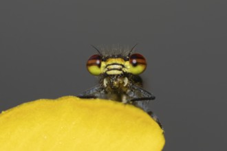Large red damselfly (Pyrrhosoma nymphula) adult insect feeding on a fly on a garden yellow Kingcup