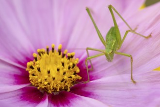 Speckled bush cricket (Leptophyes punctatissima) adult insect on a garden Cosmos flower in the