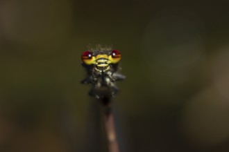 Large red damselfly (Pyrrhosoma nymphula) adult insect head portrait in the summer, England, United