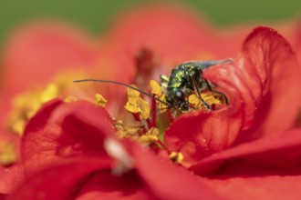 Thick-legged flower beetle (Oedemera nobilis) adult insect feeding on a garden red Geum flower in