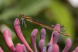 Large red damselfly (Pyrrhosoma nymphula) adult insect on a garden Clematis flower in the summer,