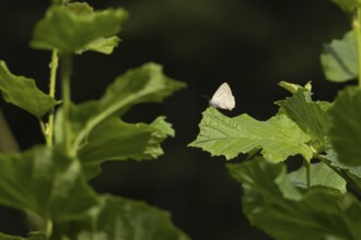 Purple hairstreak butterfly (Favonius quercus) adult insect on a Hazel tree leaf in a woodland in