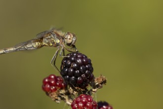 Common darter dragonfly (Sympetrum striolatum) adult insect feeding on a fly while resting on