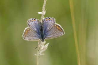 Common blue butterfly (Polyommatus icarus) adult insect resting on a grass stem in the summer,