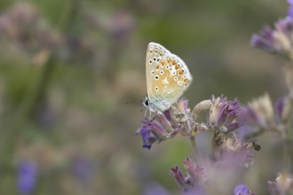 Common blue butterfly (Polyommatus icarus) adult insect feeding on garden Catmint flowers in the