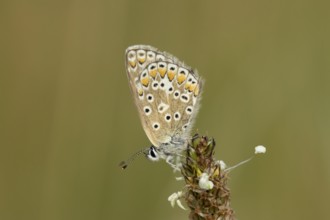 Common blue butterfly (Polyommatus icarus) adult insect resting on a Ribwort plantain flower in the