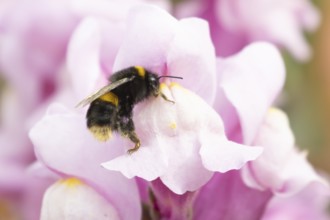 Buff tailed bumble bee (Bombus terrestris) adult insect feeding on garden Snapdragon flowers in the