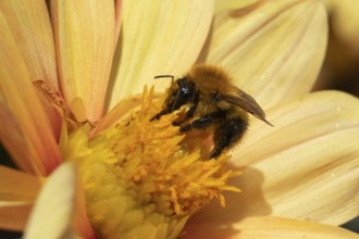 Common carder bumble bee (Bombus pascuorum) adult insect feeding on a garden Dahlia flower in the