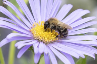 Common carder bumble bee (Bombus pascuorum) adult insect feeding on garden Aster flowers in the