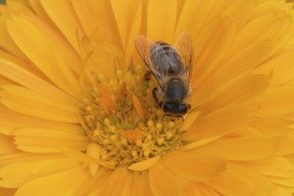 Honey bee (Apis mellifera) adult insect feeding on an orange garden pot marigold flower in the