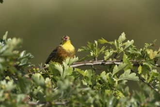 Yellowhammer (Emberiza citrinella) adult male bird singing in a hawthorn hedgerow in summer,
