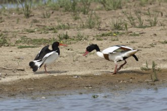 Eurasian oystercatcher (Haematopus ostralegus) adult wading bird fighting with a Shelduck (Tadorna