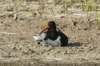 Eurasian oystercatcher (Haematopus ostralegus) adult wading bird seemingly adopted a Pied avocet