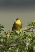 Yellowhammer (Emberiza citrinella) adult male bird singing in a hawthorn hedgerow in summer,