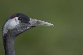 Common crane (Grus grus) adult bird head portrait, England, United Kingdom