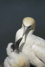 Northern gannet (Morus bassanus) adult parent bird and juvenile baby chick seabirds on a nest on a