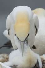 Northern gannet (Morus bassanus) adult parent bird feeding a juvenile baby chick seabird on a nest
