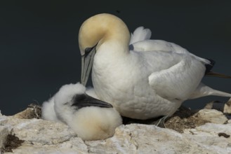 Northern gannet (Morus bassanus) adult parent bird and juvenile baby chick seabirds on a nest on a