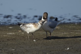 Black headed gull (Chroicocephalus ridibundus) juvenile baby chick begging for food from an adult