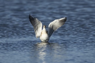 Black headed gull (Chroicocephalus ridibundus) juvenile baby chick stretching its wings in shallow