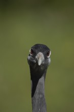 Common crane (Grus grus) adult bird head portrait, England, United Kingdom
