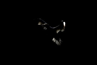 Northern gannet (Morus bassanus) adult seabird flying backlit against a coastal cliff top in