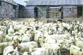 Sheep shearing, Rosebush, Maenclochog, Preseli Mountains, Pembrokeshire, Wales, UK 27 June 1972