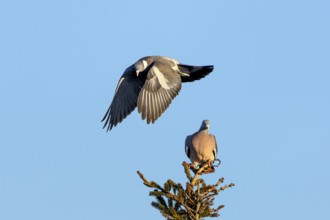 Wood pigeon (Columba palumbus) attacking an intruder, confrontation, courtship behaviour, aerial