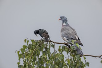 Wood pigeon (Columba palumbus) and starling (Sturnus vulgaris) drying their feathers after a rain