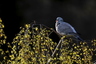Wood pigeon (Columba palumbus) resting on a birch tree, Germany