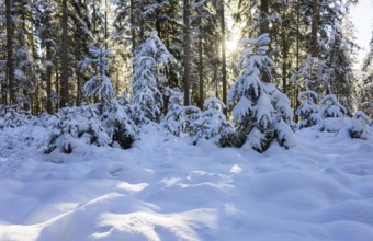 Snowy winter forest in morning sunlight, Mondseeland, Salzkammergut, Upper Austria, Austria