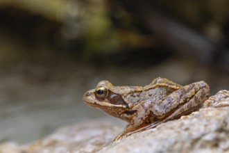 The Common Frog (Rana temporaria) near Bad Reichenhall in the Alps. The Common Frog in the clear