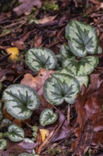Early spring cyclamen (Cyclamen coum), Emsland, Lower Saxony, Germany