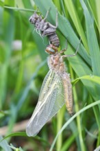 Hairy dragonfly (Brachytron pratense), freshly hatched animal on a reed stem with exuviae, Peene